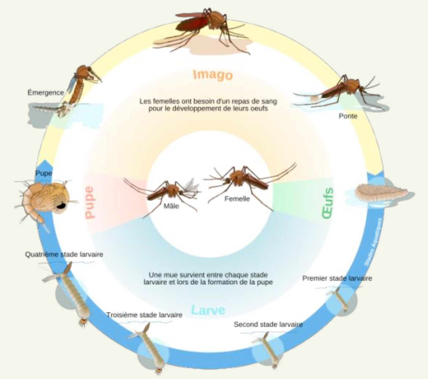 Le cycle de développement des moustiques comprend 4 étapes : œufs, larves (4 stades larvaires), nymphes et adultes.